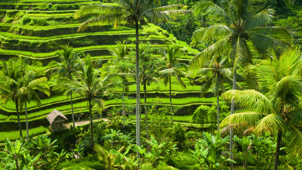 Beautiful rice terraces are one of Tabanan regency's hidden gems